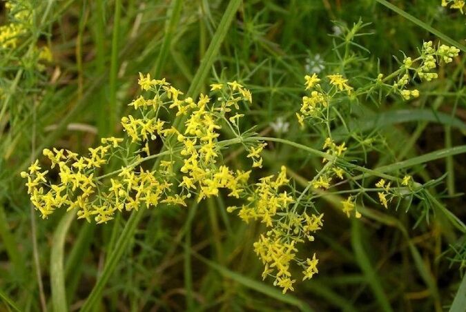 Real bedstraw