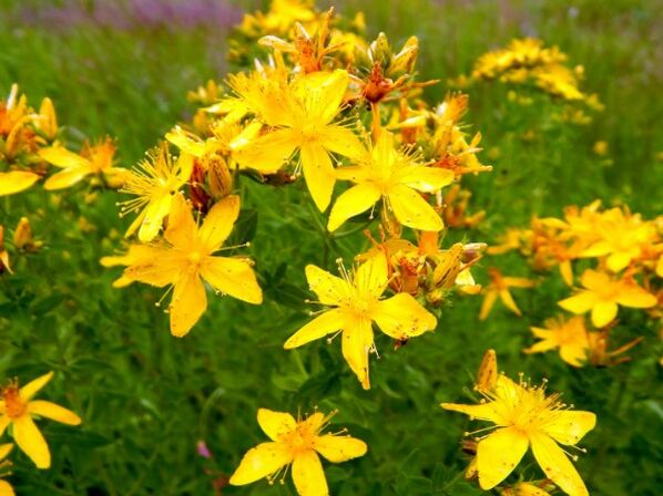 St. John's wort