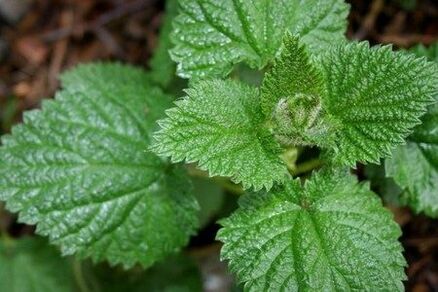 Nettle helps to improve potency and strengthen the libido