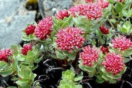 Rhodiola Pink to prepare the effectiveness of the tincture